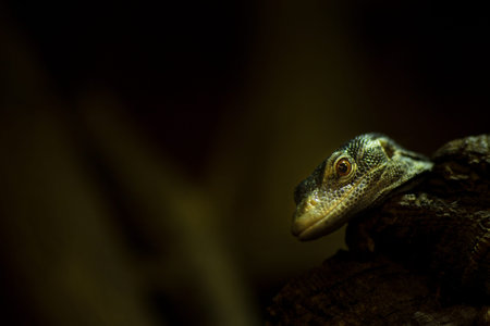 Close up view of a monitor lizard on a treeの写真素材