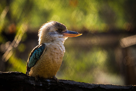 Kookaburra bird in the zoo of Kuala Lumpur, Malaysiaの写真素材