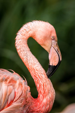 Greater flamingo (Phoenicopterus ruber)の写真素材