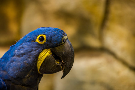 Portrait of a blue and yellow macaw parrot in a zooの写真素材