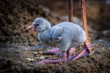 Baby flamingo in the nest on the island of Koh Samuiの写真素材