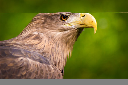 Close-up portrait of a golden eagle (Haliaeetus albicilla)