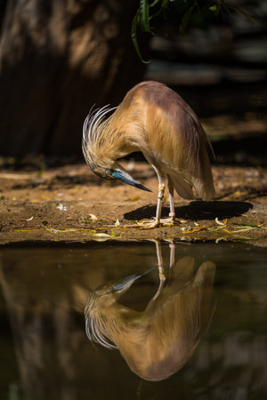 Chinese Pond Heron (Ardeola cinerea) in the zooの写真素材