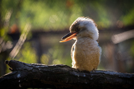 Laughing kookaburra in a zoo in Australiaの写真素材