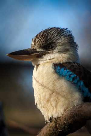 Blue-winged kookaburra (Cookaburra cinerea)の写真素材