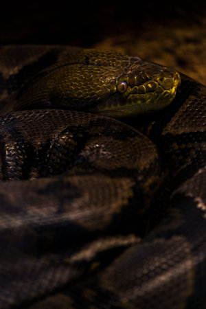 Close up of a Burmese python (Python reticulatus)
