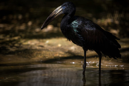 Close up of a Black stork standing in a waterhole.の写真素材