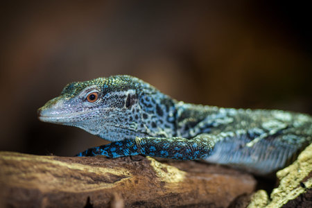 Close up of a blue lizard (Varanus salvator)の写真素材