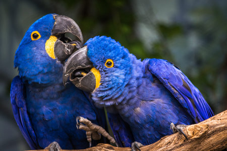 Couple of Blue Macaw parrots sitting on a tree branch