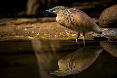 Squacco heron (Ardeola ralloides) with reflection in waterの写真素材
