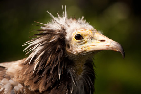 Portrait of the head of a vulture in nature.の写真素材