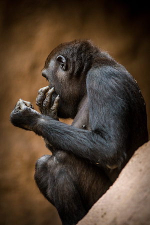 Portrait of a western lowland gorilla (Gorilla gorilla gorilla)の写真素材