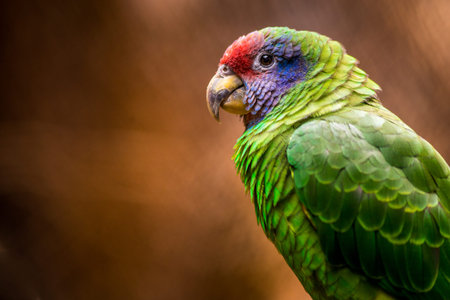 Portrait of a green parrot on a blurred brown background.の写真素材