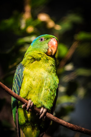 Beautiful green parrot perched on a branch in the garden.の写真素材