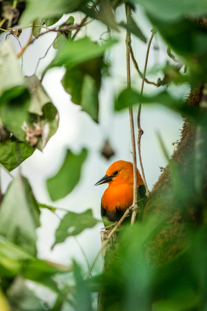 Orange-headed Bee-eater on the tree in the forestの写真素材