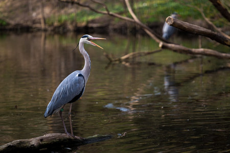 Great Blue Heron on a branch in the pond. Wildlife scene from nature.の写真素材