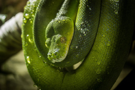 Close up of a green lizard on a log in a zoo.の写真素材