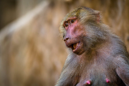Portrait of a macaque monkey (Macaca fascicularis)の写真素材