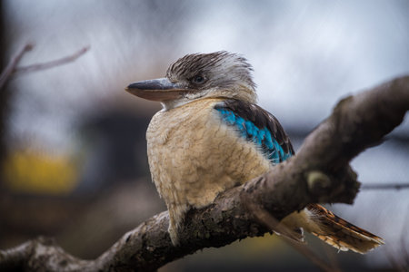 Blue-winged kookaburra (Dacelo novaeguineae)の写真素材