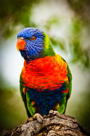 Rainbow Lorikeet (Trichoglossus haematodus)の写真素材