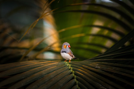 Portrait of a bird in natureの写真素材