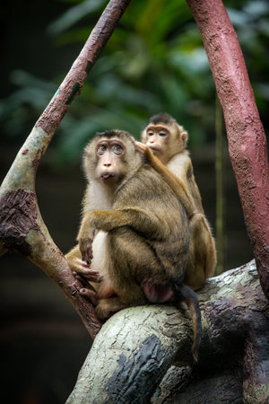 Monkey mother and baby sitting on the tree.の写真素材