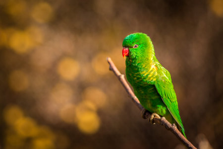 Green parrot sitting on a branch.の写真素材
