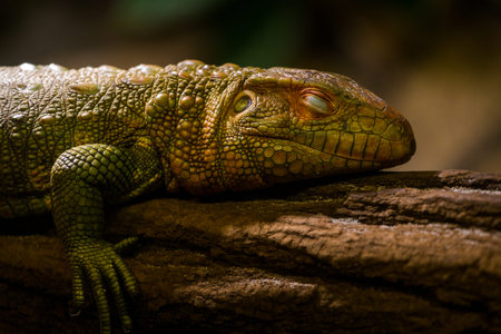 Close up of a green lizard (Lacerta agilis)の写真素材