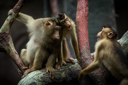 Monkey family sitting on a branch in the zoo. Monkey family