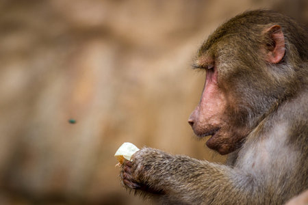 Hamadryas baboon (Papio hamadryas)の写真素材