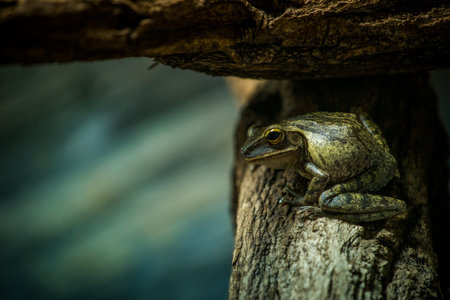 Frog sitting on a tree in the forest.の写真素材