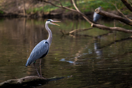 Great Blue Heron (Ardea herodias) in the natureの写真素材