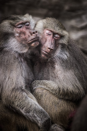 Mother and baby macaque (Macaca fascicularis) playing togetherの写真素材
