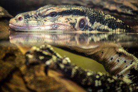 Varanus salvator, commonly known as the common water monitor.の写真素材