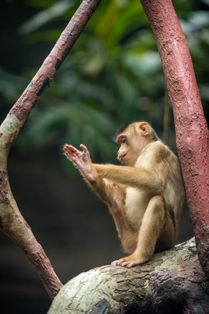 Little monkey sitting on a tree in the forest. Animal in nature.