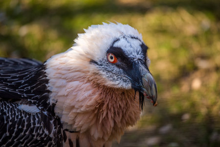 Portrait of a griffon vulture (Gyps fulvus)の写真素材