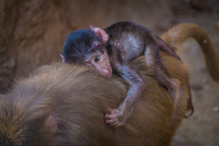 Mother and baby monkey in the zoo, Thailand. (Selective focus)の写真素材