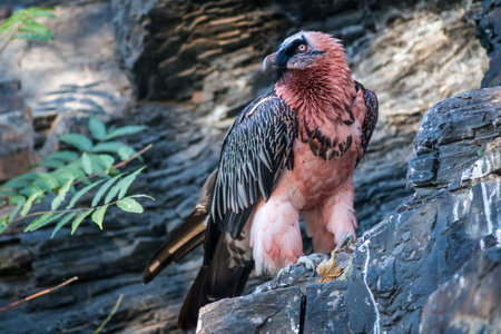 Egyptian vulture, sitting on a rockの写真素材