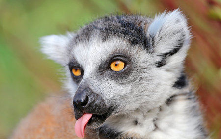 Ring-tailed lemur (Lemur catta) portrait