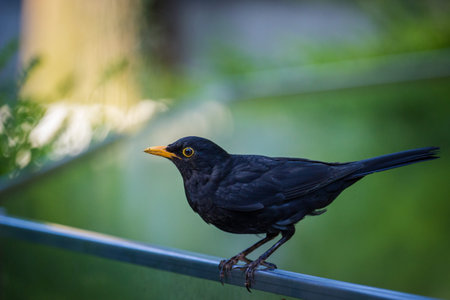 Blackbird (Turdus merula) sitting on a fenceの写真素材