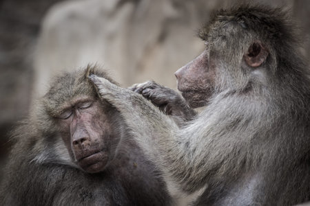 The Hamadryas baboon, Papio hamadryasの写真素材