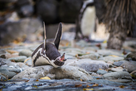 African penguin (Spheniscus demersus) on the rocksの写真素材