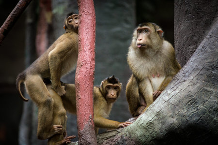 Monkey mother and baby on tree branch in the forest.の写真素材