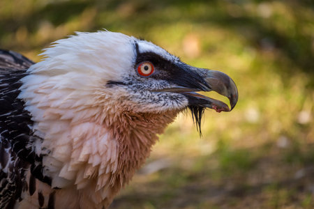 Portrait of the head of a vultureの写真素材