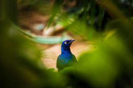 Beautiful peacock in the jungle, beautiful bird in nature.の写真素材