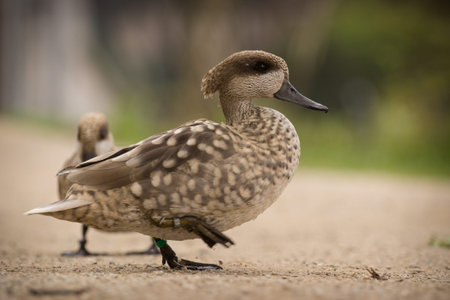 Northern Pintail (Anas platyrhynchos)の写真素材