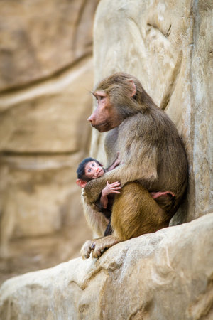 Mother monkey with her baby in the zoo, closeup of photoの写真素材