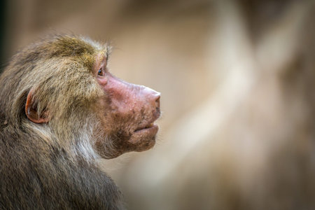 Monkey family in the zoo, Thailand. (macaque)の写真素材