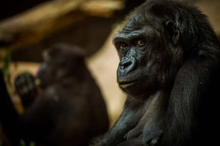 Portrait of a gorilla in the zoo. Selective focus.