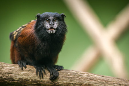Close-up of a Tamarin sitting on a tree branch.の写真素材